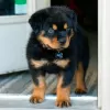 Zdjęcie №1. rottweiler - na sprzedaż w Berlin | Bezpłatny | Zapowiedź №126357