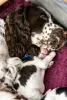 Zdjęcie №3. Springer spaniel angielski szczenięta. Polska