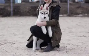 Dodatkowe zdjęcia: Szczenięta czystej krwi Siberian Husky