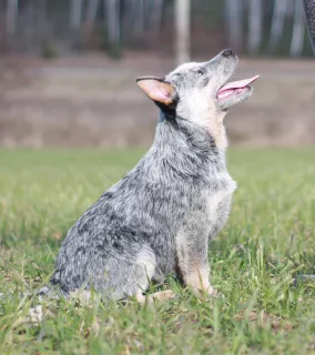 Zdjęcie №3. Australijskie szczenięta uzdrowiciela. Białoruś