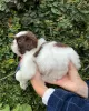 Zdjęcie №3. Urocze szczenięta płci męskiej i żeńskiej Shih Tzu. Niemcy