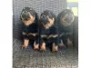 Zdjęcie №1. rottweiler - na sprzedaż w Bernkastel-Kues | negocjowane | Zapowiedź №99126