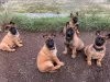 Zdjęcie №1. malinois - na sprzedaż w Querfurt | negocjowane | Zapowiedź №103121