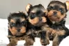 Zdjęcie №1. yorkshire terrier - na sprzedaż w Berlin | Bezpłatny | Zapowiedź №23725