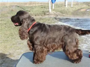 Zdjęcie №3. Cocker Spaniel angielski; kolor - pyszna czekolada. Szwajcaria