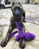 Zdjęcie №1. cane corso - na sprzedaż w Budapest | 1386zł | Zapowiedź №78807