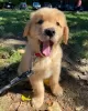 Zdjęcie №3. Zdrowe, urocze szczenięta golden retrievera są już dostępne w sprzedaży. Niemcy