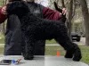 Dodatkowe zdjęcia: Kerry blue terrier szczenięta