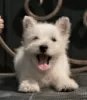 Zdjęcie №2 do zapowiedźy № 113561 na sprzedaż  west highland white terrier - wkupić się Federacja Rosyjska prywatne ogłoszenie, od żłobka, hodowca