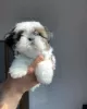 Zdjęcie №1. shih tzu - na sprzedaż w Торонто | 792zł | Zapowiedź №124279