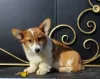 Dodatkowe zdjęcia: walijski corgi pembroke