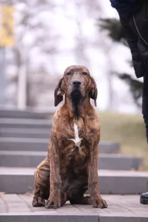 Zdjęcie №2 do zapowiedźy № 5730 na sprzedaż  fila brasileiro - wkupić się Ukraina prywatne ogłoszenie, hodowca