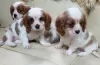 Zdjęcie №2 do zapowiedźy № 43183 na sprzedaż  cavalier king charles spaniel - wkupić się Niemcy prywatne ogłoszenie