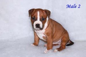 Zdjęcie №3. Hodowla oferuje eleganckie szczenięta dla American Staffordshire Terrier!. Białoruś