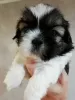 Zdjęcie №2 do zapowiedźy № 113608 na sprzedaż  lhasa apso, shih tzu - wkupić się Litwa prywatne ogłoszenie, od żłobka, hodowca