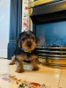 Zdjęcie №1. yorkshire terrier - na sprzedaż w Kazań | 1367zł | Zapowiedź №9978