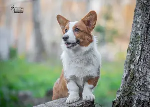 Zdjęcie №2 do zapowiedźy № 3717 na sprzedaż  welsh corgi - wkupić się Federacja Rosyjska hodowca