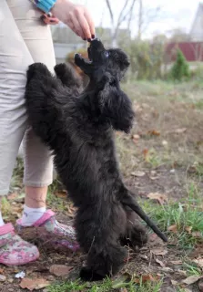 Zdjęcie №2 do zapowiedźy № 5122 na sprzedaż  cocker spaniel amerykański - wkupić się Białoruś od żłobka