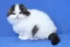 Zdjęcie №3. Piękne, wesołe i pewne siebie kocięta Scottish Fold. Finlandia