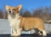 Dodatkowe zdjęcia: walijski corgi pembroke