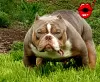 Zdjęcie №2 do zapowiedźy № 20354 na sprzedaż  american bully - wkupić się Bułgaria od żłobka