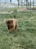 Dodatkowe zdjęcia: Dogue de Bordeaux szczenięta