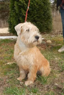 Zdjęcie №3. Irish Soft Coated Wheaten Terrier. Federacja Rosyjska