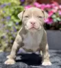 Zdjęcie №1. american bully - na sprzedaż w Vienna | 2930zł | Zapowiedź №105813