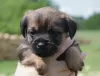 Zdjęcie №2 do zapowiedźy № 19633 na sprzedaż  border terrier - wkupić się Polska hodowca