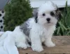 Zdjęcie №2 do zapowiedźy № 9221 na sprzedaż  shih tzu - wkupić się USA hodowca