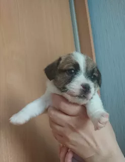 Zdjęcie №1. jack russell terrier - na sprzedaż w Ивангород | 2279zł | Zapowiedź №6593