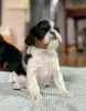 Dodatkowe zdjęcia: King Charles Spaniel