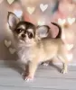 Zdjęcie №3. Chihuahua. Niemcy