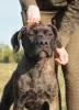 Zdjęcie №1. cane corso - na sprzedaż w Lublin | 4186zł | Zapowiedź №50900