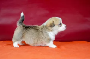 Zdjęcie №1. welsh corgi - na sprzedaż w Lwów | 4754zł | Zapowiedź №5595