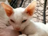 Zdjęcie №1. devon rex - na sprzedaż w Legnica | 2526zł | Zapowiedź № 17238