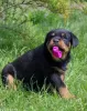 Zdjęcie №2 do zapowiedźy № 51862 na sprzedaż  rottweiler - wkupić się Białoruś od żłobka