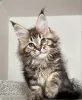 Zdjęcie №1. maine coon - na sprzedaż w Интерлакен | 1674zł | Zapowiedź № 116796