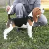 Zdjęcie №1. beagle (rasa psa) - na sprzedaż w Omoljica | negocjowane | Zapowiedź №122566