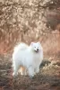 Zdjęcie №3. Samoyedy, szczenięta PREMIUM. Białoruś