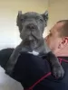 Dodatkowe zdjęcia: Szczeniaki Cane Corso