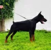 Dodatkowe zdjęcia: Doberman szczenięta na sprzedaż