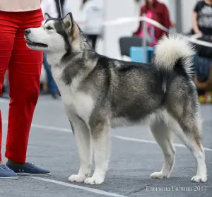 Zdjęcie №1. alaskan malamute - na sprzedaż w Minusinsk | 2723zł | Zapowiedź №1462