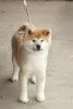 Dodatkowe zdjęcia: Akita Inu