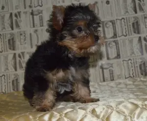 Dodatkowe zdjęcia: Szczenię Yorkshire terrier na sprzedaż