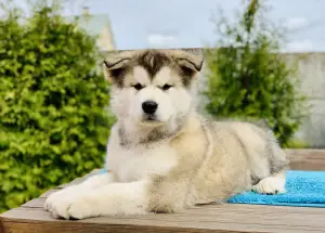 Zdjęcie №1. alaskan malamute - na sprzedaż w Mińsk | Negocjowane | Zapowiedź №2455