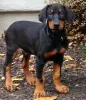 Zdjęcie №2 do zapowiedźy № 44032 na sprzedaż  doberman - wkupić się Austria 