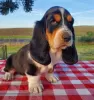 Zdjęcie №1. basset hound - na sprzedaż w Drama | 1256zł | Zapowiedź №114383