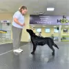 Zdjęcie №1. flat coated retriever - na sprzedaż w Paryż | 6777zł | Zapowiedź №14842