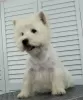 Dodatkowe zdjęcia: Szczeniak West Highland White Terrier od Championa Międzynarodowego